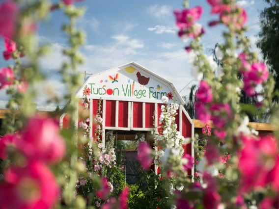 Cultivate & Evaluate - Tucson Village Farm VIP Team